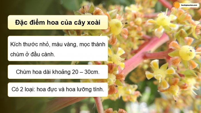 Giáo án điện tử Công nghệ 9 Trồng cây ăn quả Kết nối Bài 5: Kĩ thuật trồng và chăm sóc cây xoài