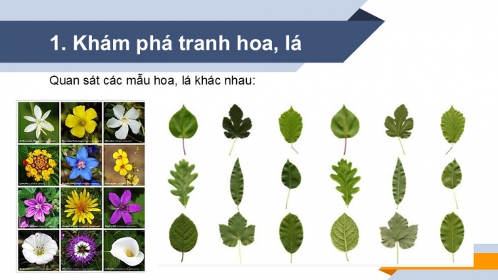 Giáo án PPT Mĩ thuật 6 chân trời Bài 3: Tranh in hoa, lá