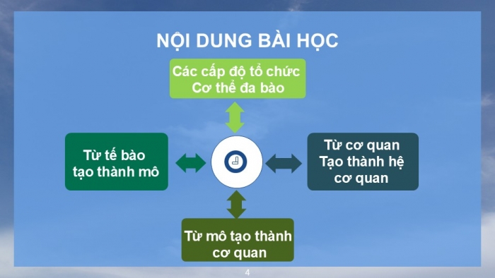 Giáo án PPT KHTN 6 kết nối Bài 23: Tổ chức cơ thể đa bào