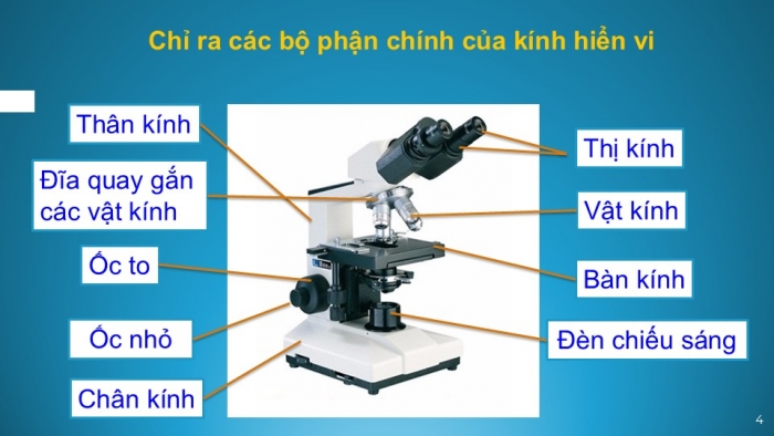 Giáo án PPT KHTN (Sinh) 6 kết nối Bài 4: Sử dụng kính hiển vi quang học