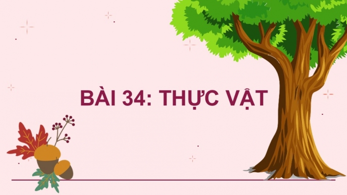 Giáo án PPT KHTN 6 kết nối Bài 34: Thực vật