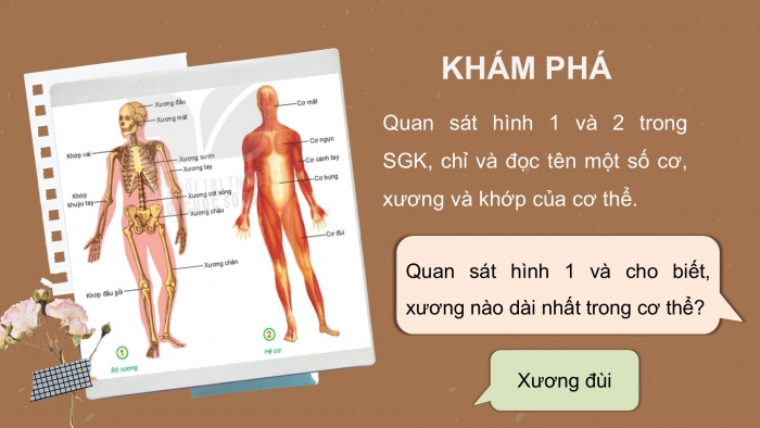 Giáo án PPT Tự nhiên và Xã hội 2 kết nối Bài 21: Tìm hiểu cơ quan vận động