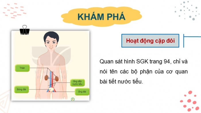 Giáo án PPT Tự nhiên và Xã hội 2 kết nối Bài 25: Tìm hiểu cơ quan bài tiết nước tiểu