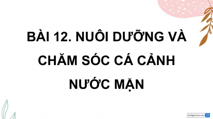 Giáo án điện tử chuyên đề Công nghệ 12 Lâm nghiệp Thuỷ sản Kết nối Bài 12: Nuôi dưỡng và chăm sóc cá cảnh nước mặn