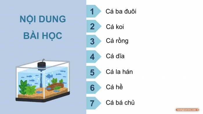 Giáo án điện tử chuyên đề Công nghệ 12 Lâm nghiệp Thuỷ sản Cánh diều Bài 9: Một số loài cá cảnh phổ biến