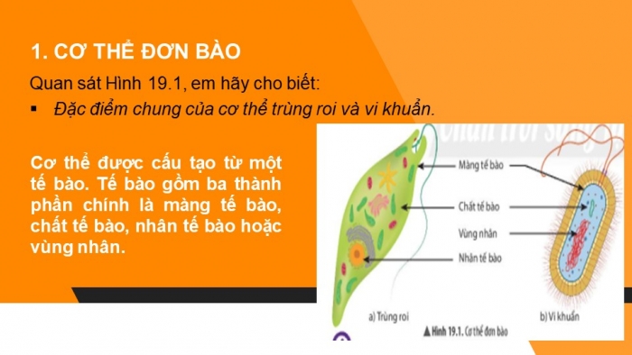 Giáo án và PPT đồng bộ Sinh học 6 chân trời sáng tạo