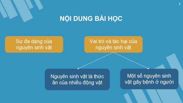 Giáo án PPT KHTN 6 cánh diều Bài 17: Đa dạng nguyên sinh vật