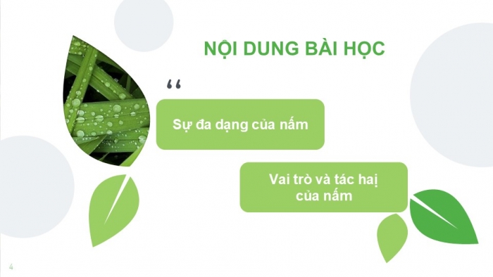 Giáo án PPT KHTN 6 cánh diều Bài 18: Đa dạng nấm