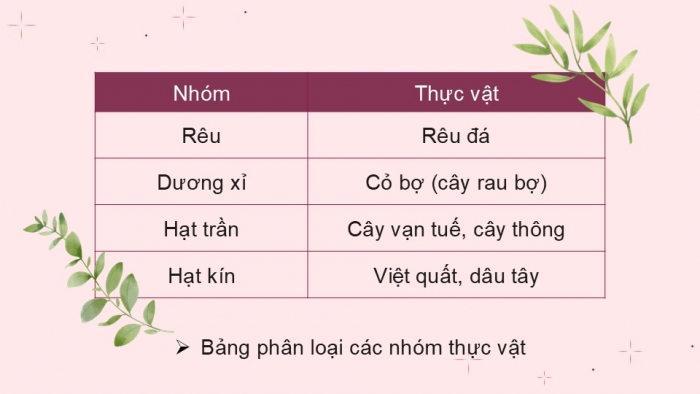 Giáo án PPT KHTN 6 cánh diều Bài 19: Đa dạng thực vật