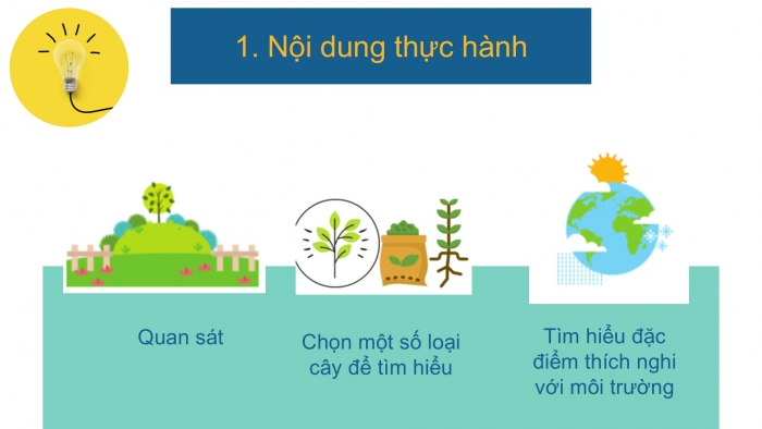 Giáo án PPT Địa lí 6 cánh diều Bài 23 Thực hành: Tìm hiểu lớp phủ thực vật ở địa phương