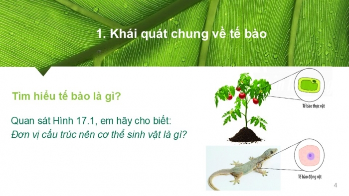 Giáo án PPT KHTN 6 chân trời Bài 17: Tế bào