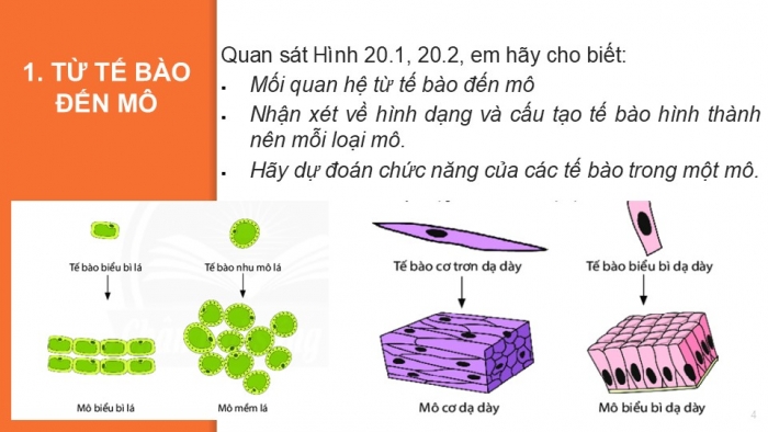 Giáo án PPT KHTN 6 chân trời Bài 20: Các cấp độ tổ chức trong cơ thể đa bào