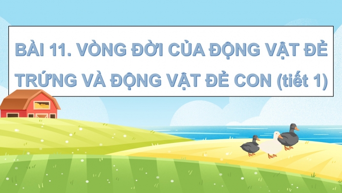 Giáo án điện tử Khoa học 5 cánh diều Bài 11: Vòng đời của động vật đẻ trứng và động vật đẻ con