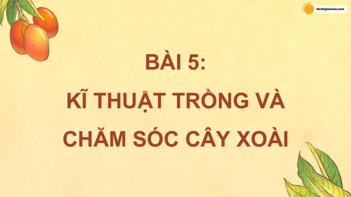 Giáo án điện tử Công nghệ 9 Trồng cây ăn quả Kết nối Bài 5: Kĩ thuật trồng và chăm sóc cây xoài