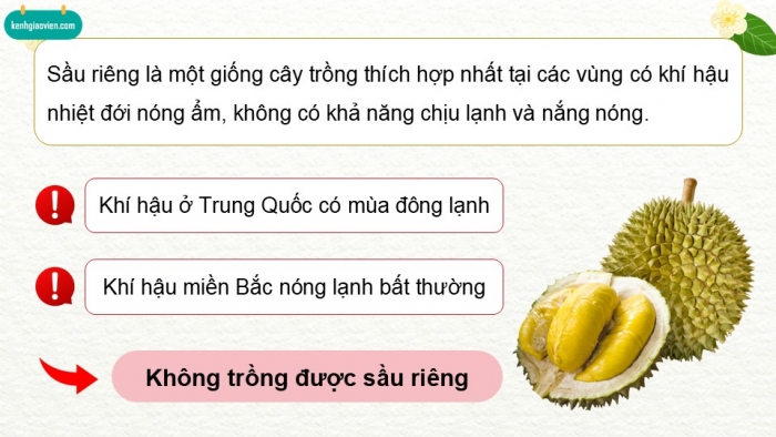 Giáo án điện tử Công nghệ 9 Trồng cây ăn quả Kết nối Bài 6: Kĩ thuật trồng và chăm sóc cây sầu riêng