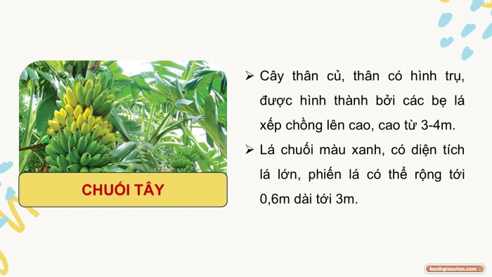 Giáo án điện tử Công nghệ 9 Trồng cây ăn quả Kết nối Bài 7: Kĩ thuật trồng và chăm sóc cây chuối