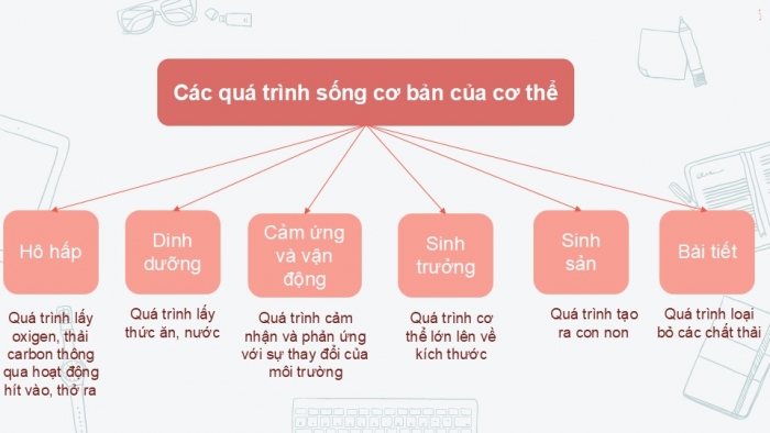 Giáo án PPT KHTN 6 kết nối Bài 22: Cơ thể sinh vật