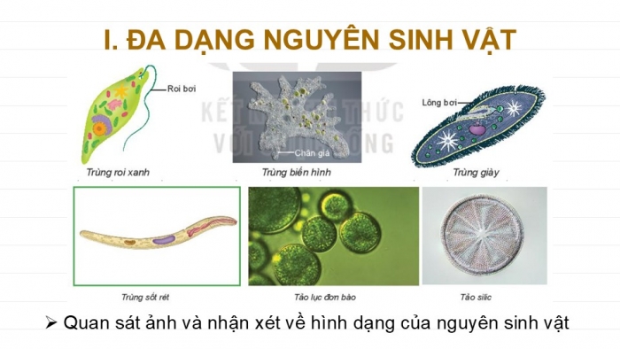 Giáo án PPT KHTN 6 kết nối Bài 30: Nguyên sinh vật