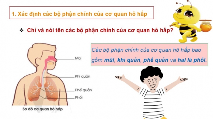 Giáo án PPT Tự nhiên và Xã hội 2 cánh diều Bài 16: Cơ quan hô hấp