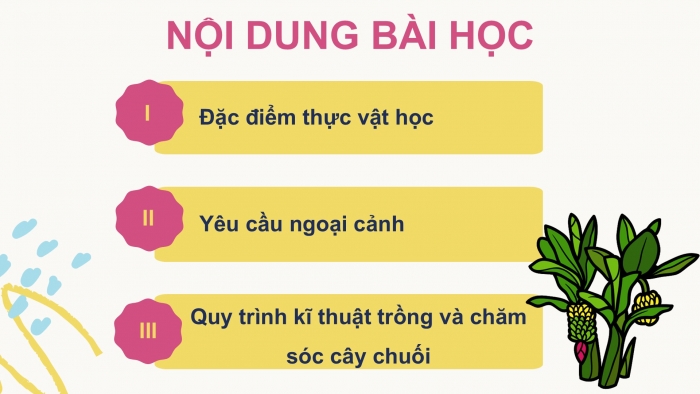 Giáo án điện tử Công nghệ 9 Trồng cây ăn quả Cánh diều Bài 9: Kĩ thuật trồng và chăm sóc cây chuối