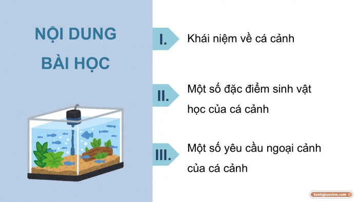 Giáo án điện tử chuyên đề Công nghệ 12 Lâm nghiệp Thuỷ sản Kết nối Bài 10: Giới thiệu chung về cá cảnh