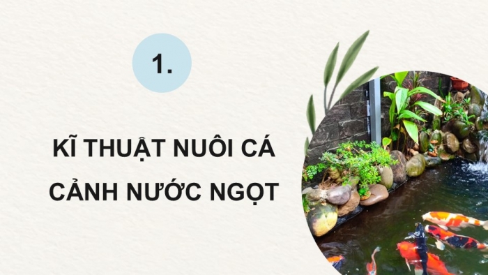 Giáo án điện tử chuyên đề Công nghệ 12 Lâm nghiệp Thuỷ sản Cánh diều Bài 10: Kĩ thuật nuôi dưỡng, chăm sóc một số loại cá cảnh phổ biến