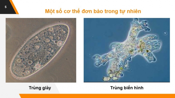 Giáo án và PPT đồng bộ Sinh học 6 chân trời sáng tạo