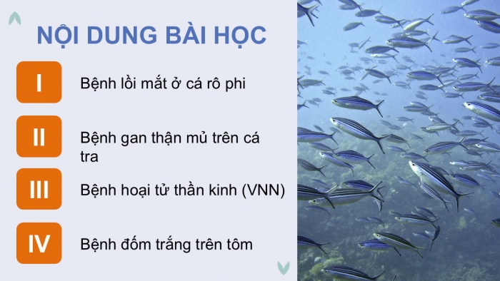 Giáo án điện tử Công nghệ 12 Lâm nghiệp - Thủy sản Kết nối Bài 24: Một số bệnh thủy sản phổ biến và biện pháp phòng, trị