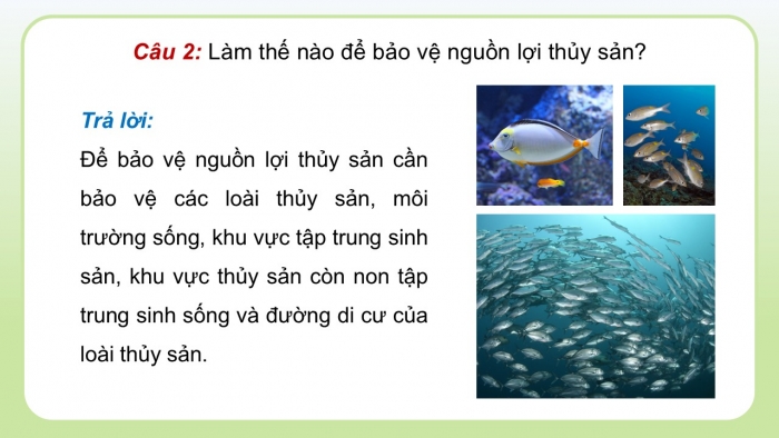 Giáo án điện tử Công nghệ 12 Lâm nghiệp - Thủy sản Kết nối Bài 26: Bảo vệ nguồn lợi thủy sản