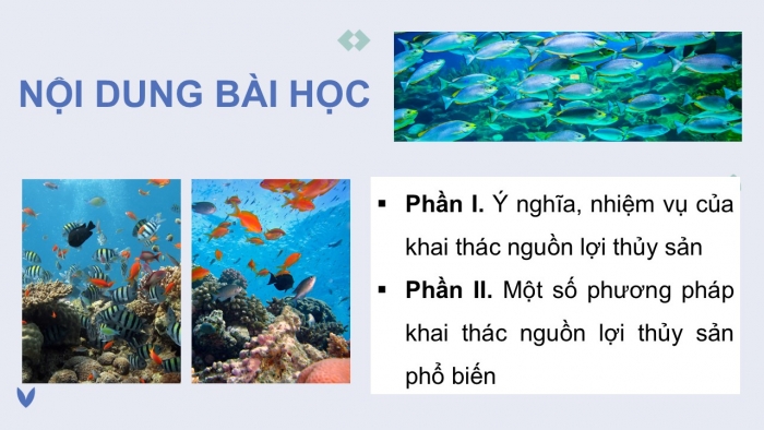 Giáo án điện tử Công nghệ 12 Lâm nghiệp - Thủy sản Kết nối Bài 27: Khai thác nguồn lợi thủy sản