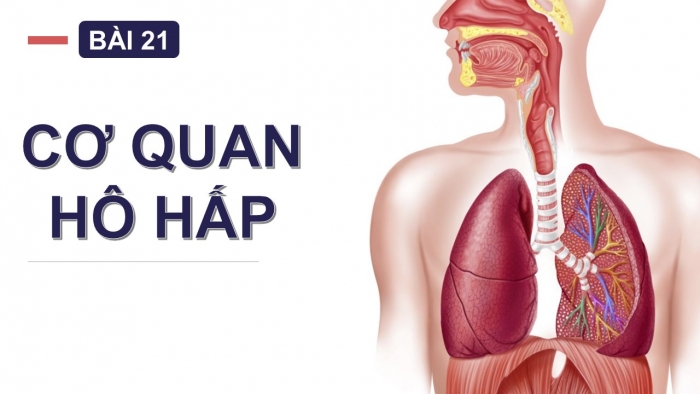 Giáo án PPT Tự nhiên và Xã hội 2 chân trời Bài 21: Cơ quan hô hấp