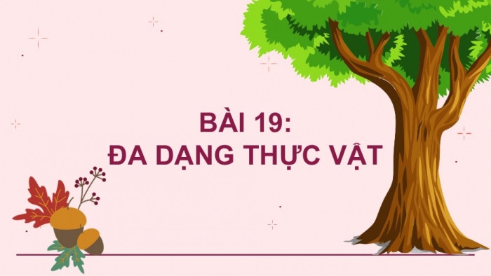 Giáo án PPT KHTN 6 cánh diều Bài 19: Đa dạng thực vật