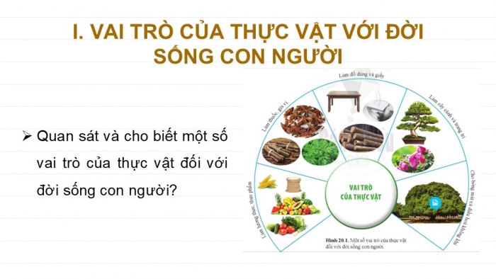 Giáo án PPT KHTN 6 cánh diều Bài 20: Vai trò của thực vật trong đời sống và trong tự nhiên