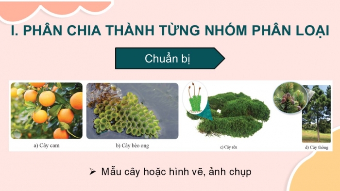 Giáo án PPT KHTN 6 cánh diều Bài 21: Thực hành phân chia các nhóm thực vật