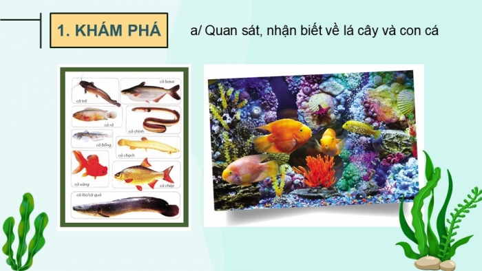 Giáo án PPT Mĩ thuật 6 cánh diều Bài 6: Tạo hình cá bằng lá cây