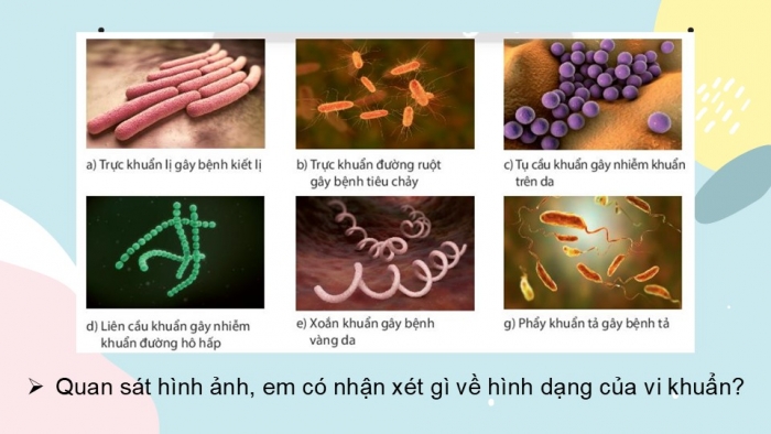 Giáo án PPT KHTN 6 chân trời Bài 25: Vi khuẩn