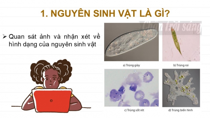 Giáo án PPT KHTN 6 chân trời Bài 27: Nguyên sinh vật