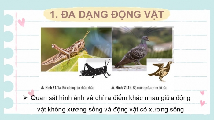 Giáo án PPT KHTN 6 chân trời Bài 31: Động vật