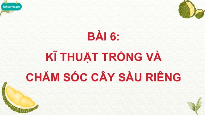 Giáo án điện tử Công nghệ 9 Trồng cây ăn quả Kết nối Bài 6: Kĩ thuật trồng và chăm sóc cây sầu riêng