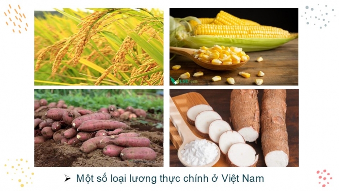 Giáo án PPT KHTN 6 chân trời Bài 14: Một số lương thực – thực phẩm