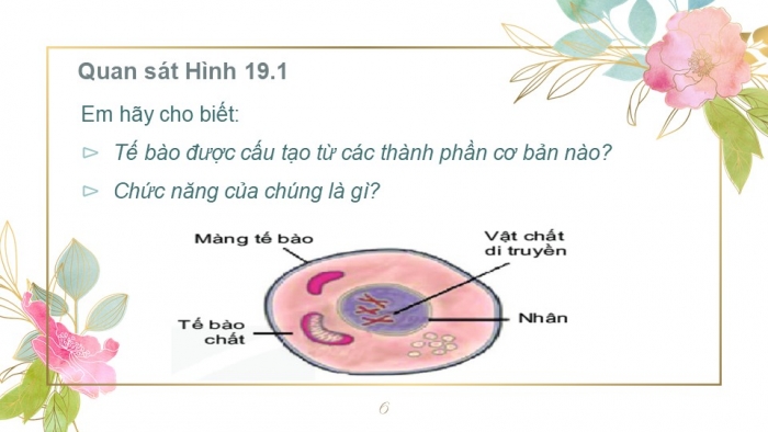 Giáo án PPT KHTN 6 kết nối Bài 19: Cấu tạo và chức năng các thành phần của tế bào