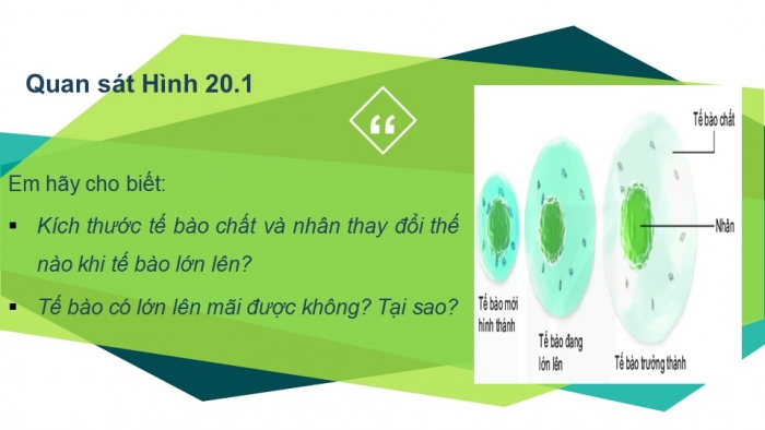 Giáo án PPT KHTN 6 kết nối Bài 20: Sự lớn lên và sinh sản của tế bào