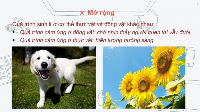 Giáo án PPT KHTN 6 kết nối Bài 22: Cơ thể sinh vật