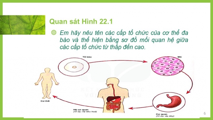 Giáo án PPT KHTN 6 kết nối Bài 23: Tổ chức cơ thể đa bào