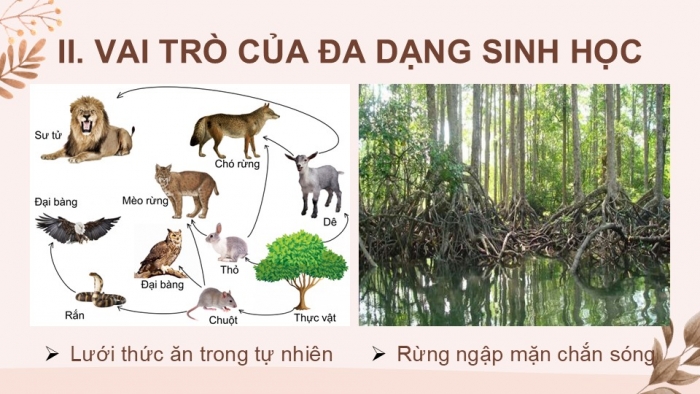 Giáo án PPT KHTN 6 kết nối Bài 38: Đa dạng sinh học