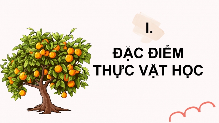 Giáo án điện tử Công nghệ 9 Trồng cây ăn quả Cánh diều Bài 8: Kĩ thuật trồng và chăm sóc cây ăn quả có múi