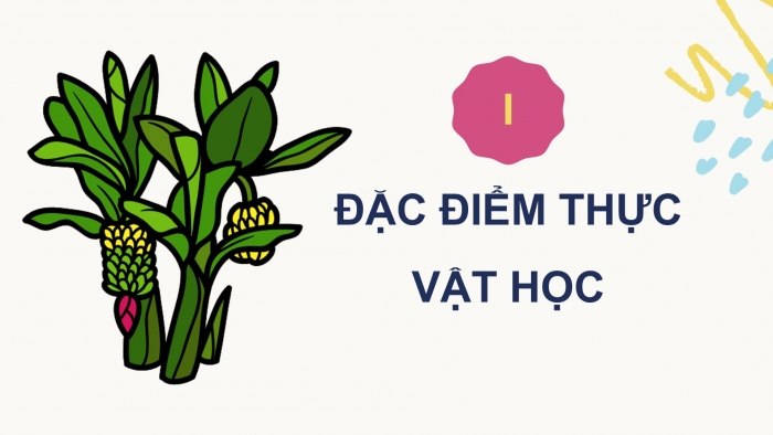 Giáo án điện tử Công nghệ 9 Trồng cây ăn quả Cánh diều Bài 9: Kĩ thuật trồng và chăm sóc cây chuối