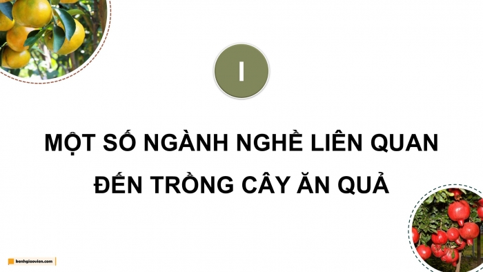 Giáo án điện tử Công nghệ 9 Trồng cây ăn quả Cánh diều Bài 12: Một số ngành nghề liên quan đến trồng cây ăn quả