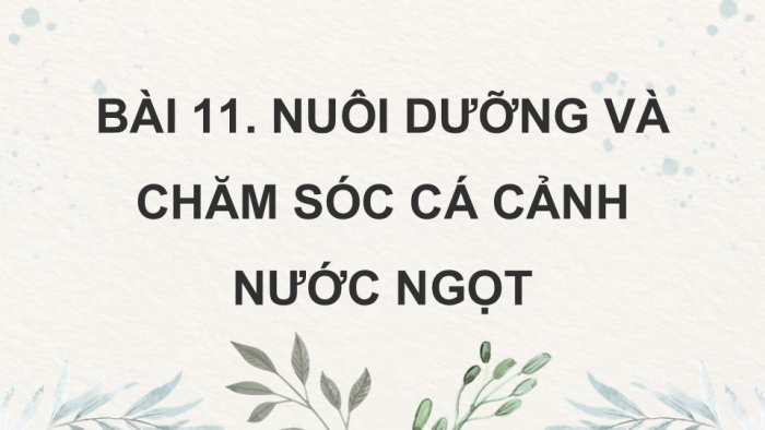 Giáo án điện tử chuyên đề Công nghệ 12 Lâm nghiệp Thuỷ sản Kết nối Bài 11: Nuôi dưỡng và chăm sóc cá cảnh nước ngọt