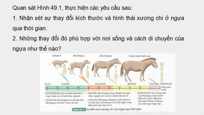 Giáo án điện tử KHTN 9 kết nối - Phân môn Sinh học Bài 49: Khái niệm tiến hóa và các hình thức chọn lọc